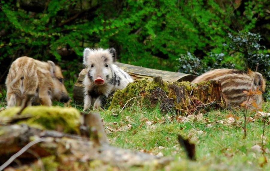 Woudthuisje Laag-Soeren Exteriér fotografie